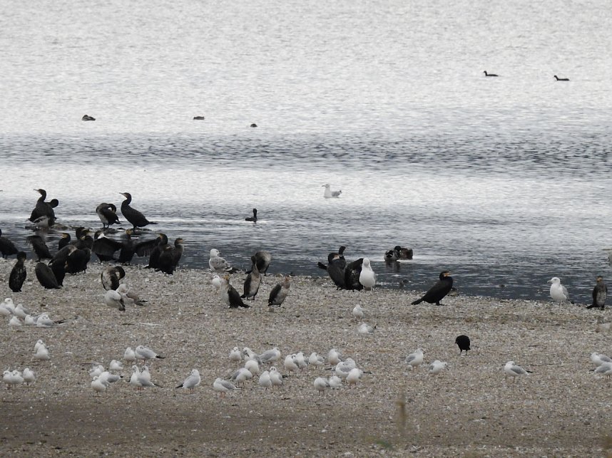 Flugshow der Kraniche