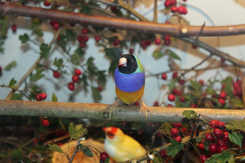 Viele exotische V&ouml;gel zu sehen