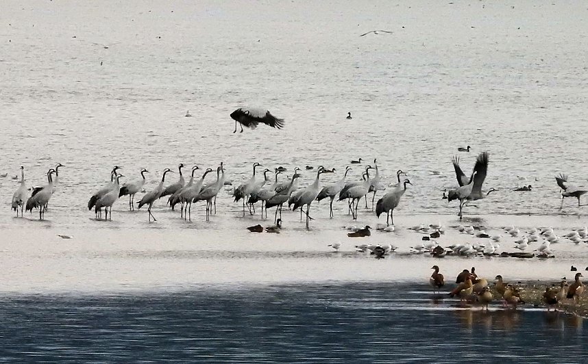 Kraniche am Stausee Kelbra