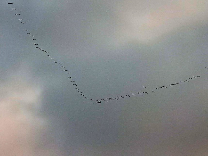 Kraniche am Stausee Kelbra