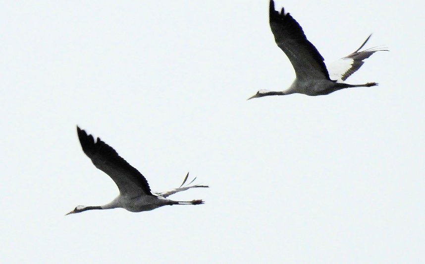 Kraniche am Stausee Kelbra