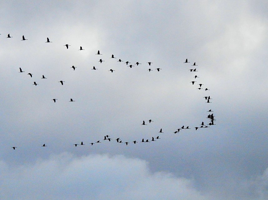 Kraniche am Stausee Kelbra