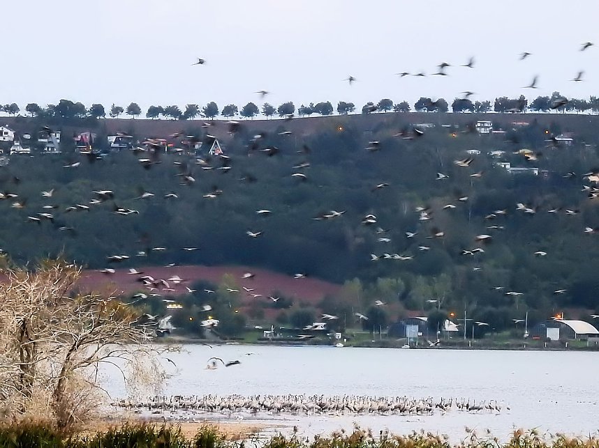 Kraniche am Stausee Kelbra
