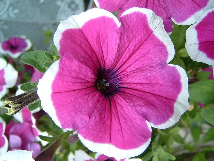 Garten-Sch&ouml;nheiten