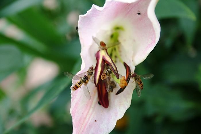 Garten-Sch&ouml;nheiten