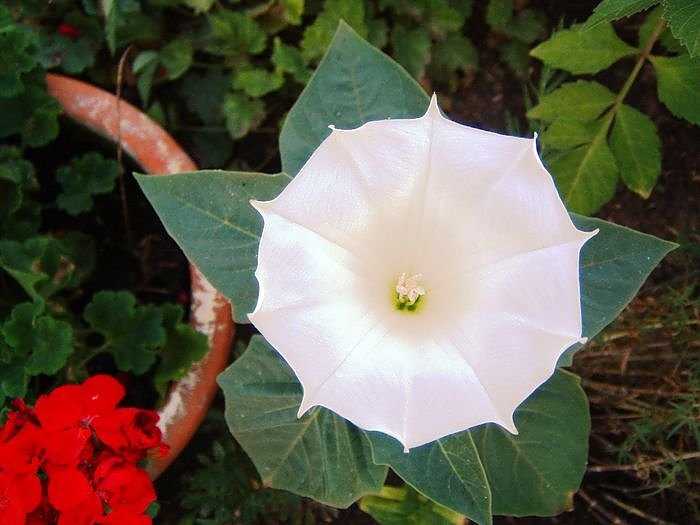 Garten-Sch&ouml;nheiten