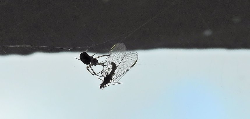 Der Kampf ums &Uuml;berleben