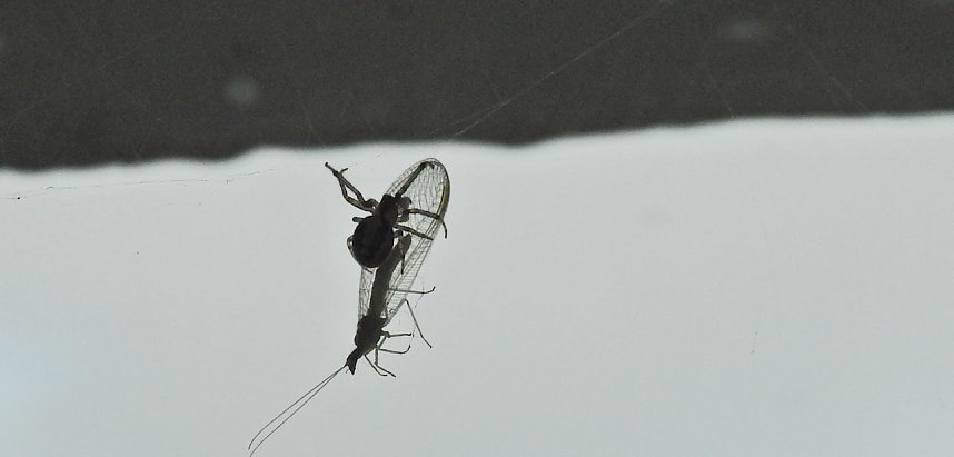 Der Kampf ums &Uuml;berleben