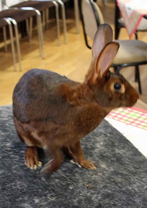 Rassenkaninchenschau in Gro&szlig;furra