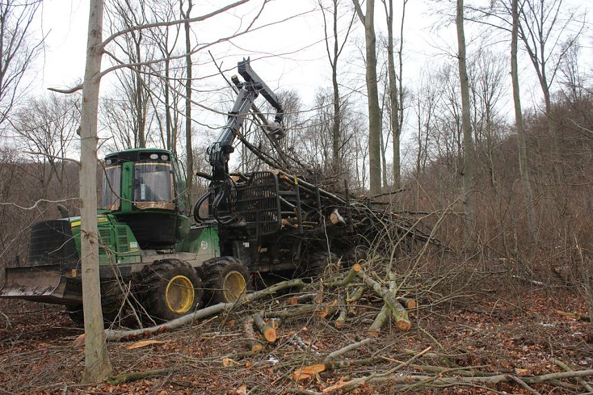 Holzernte in Seega