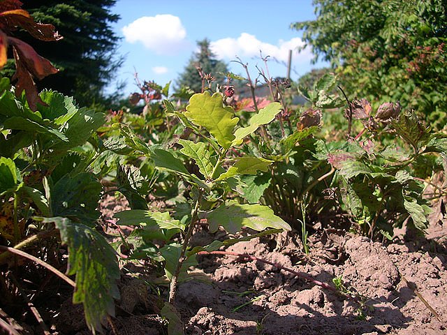 B&auml;ume im Garten