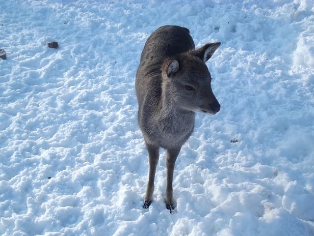 Winterspa&szlig; auf dem Possen