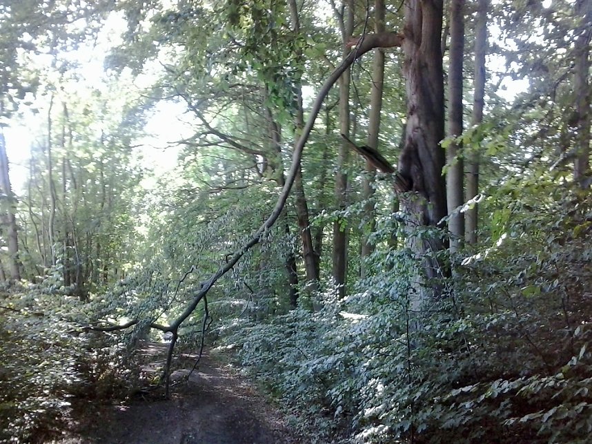 Possenlauf bald als Hindernisrennen wegen Urwald?