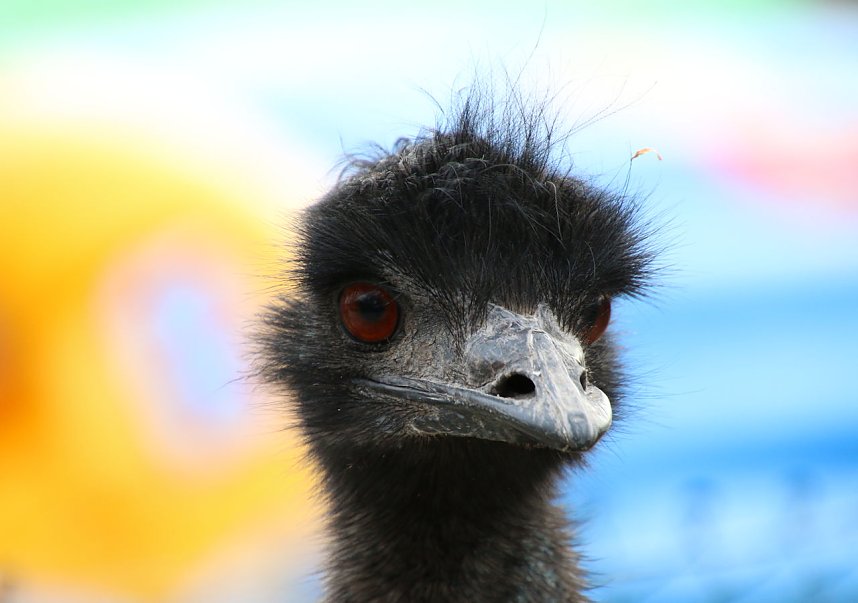 Besuch auf dem Possen