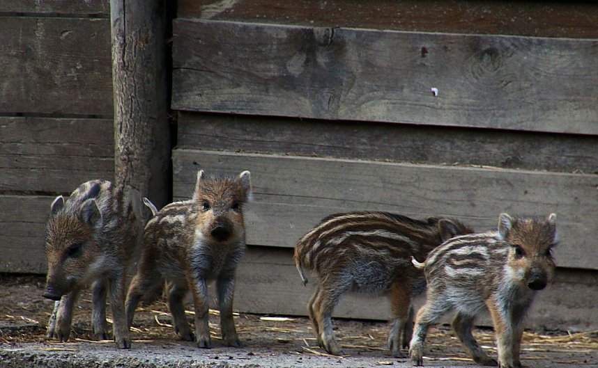 Besuch auf dem Possen