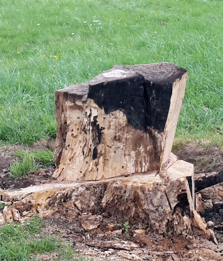 Was haben die Sondersh&auml;user gegen den Schlosspark?