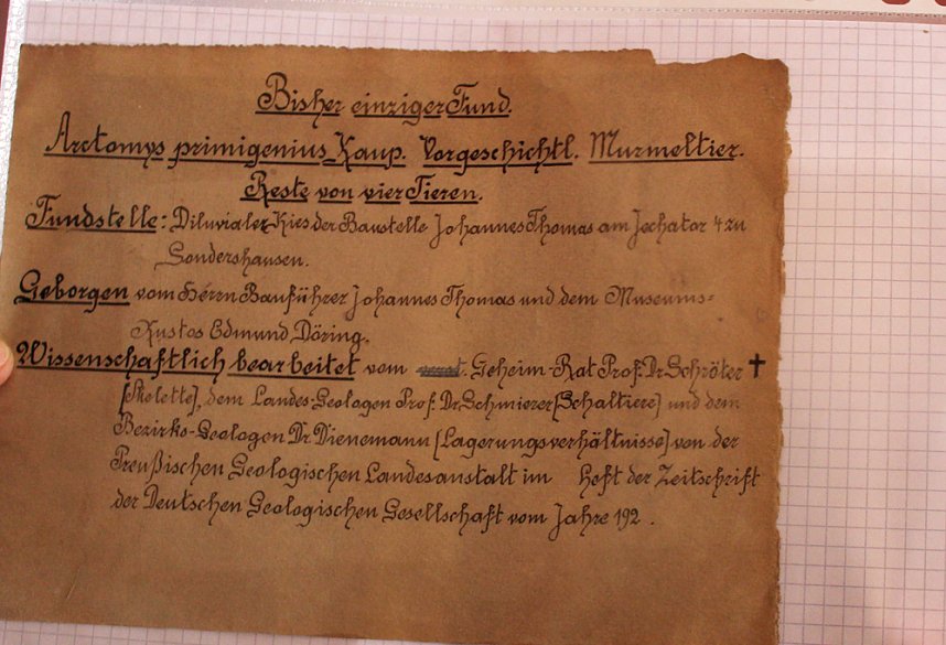 Murmeltiere in Sondershausen?