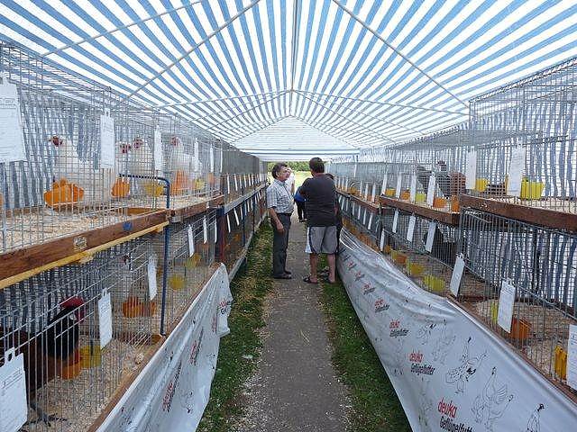 Rassengefl&uuml;gelausstellung in Bad Frankenhausen