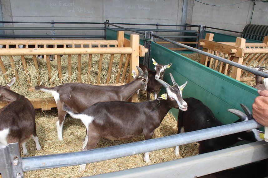  Ansturm auf das Hoffest