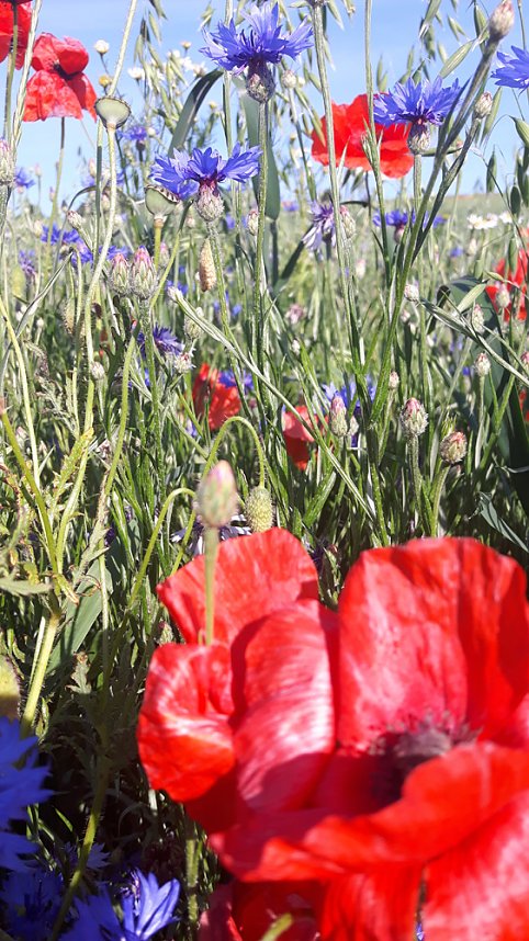 Sch&ouml;ner Feldrain