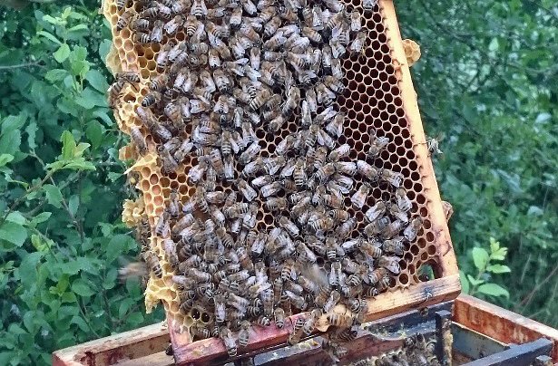 Unser Besuch beim Imker