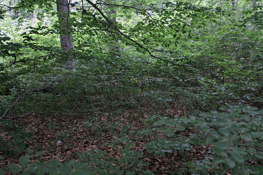 Waldbegehung am Possen mit unterschiedlicher Resonanz