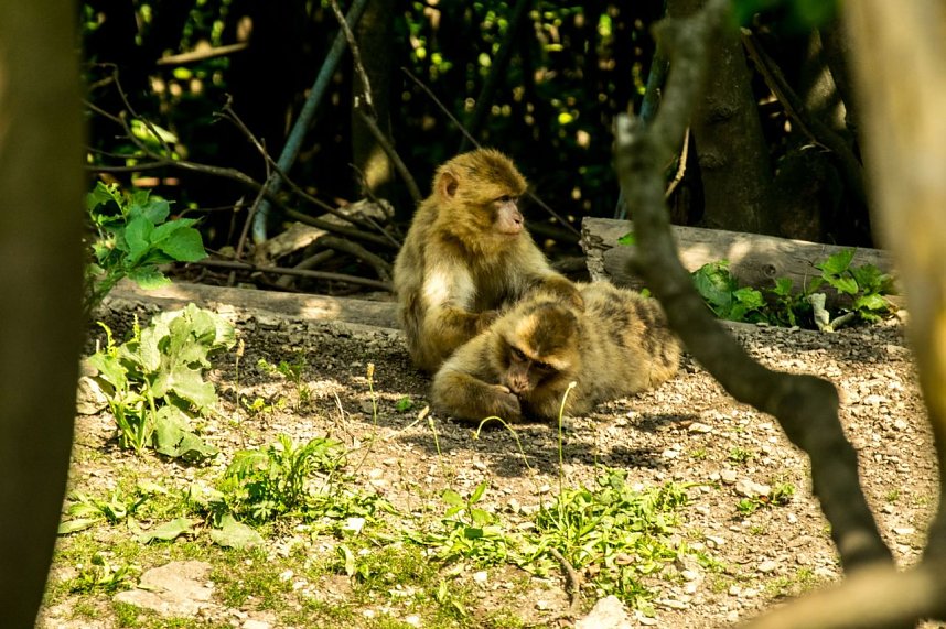 Besuch bei den Affen am Strau&szlig;berg