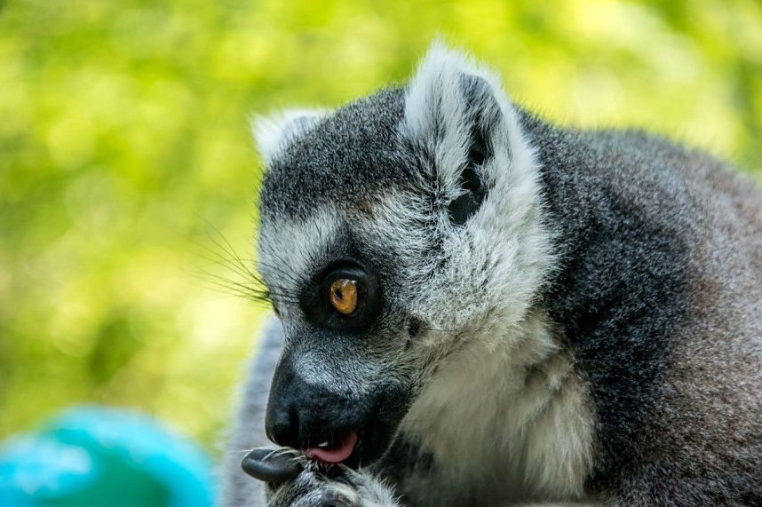 Besuch bei den Affen am Strau&szlig;berg