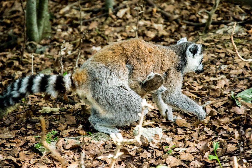Besuch bei den Affen am Strau&szlig;berg