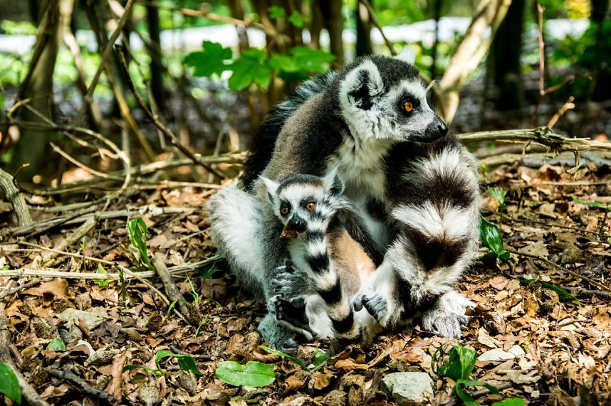 Besuch bei den Affen am Strau&szlig;berg