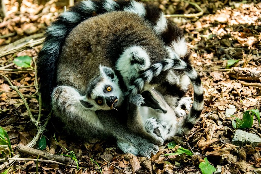 Besuch bei den Affen am Strau&szlig;berg
