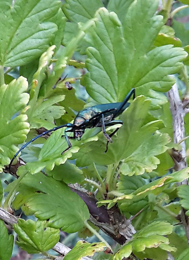 G&auml;ste im Garten