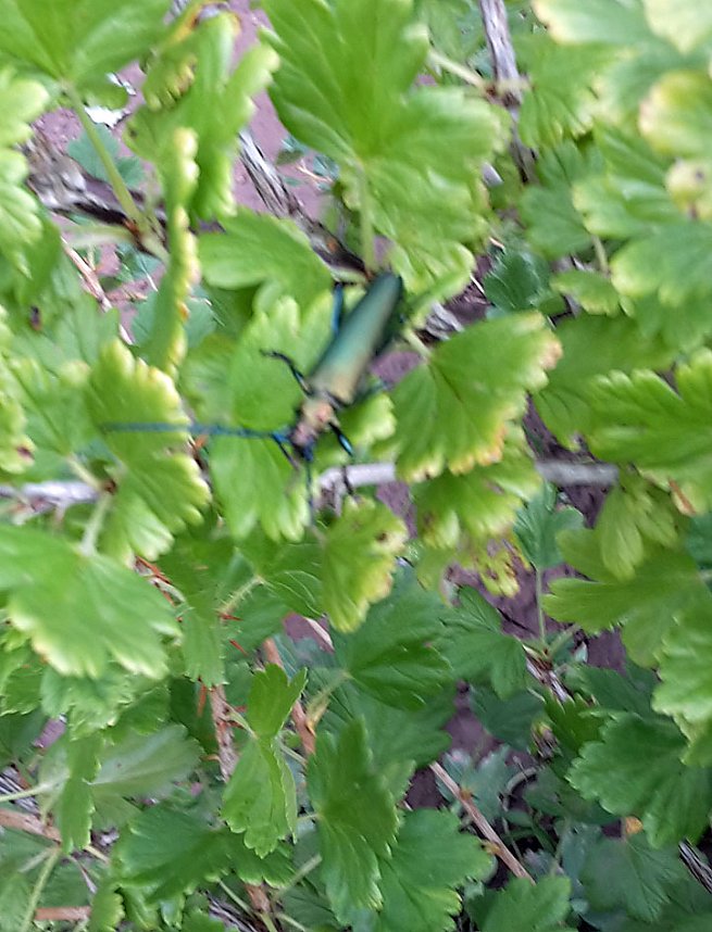 G&auml;ste im Garten