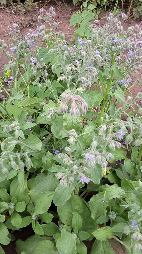 G&auml;ste im Garten