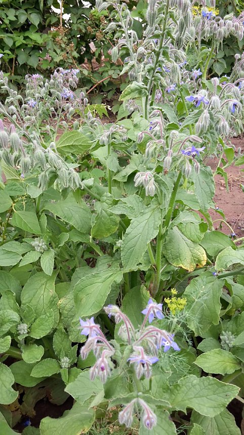 G&auml;ste im Garten