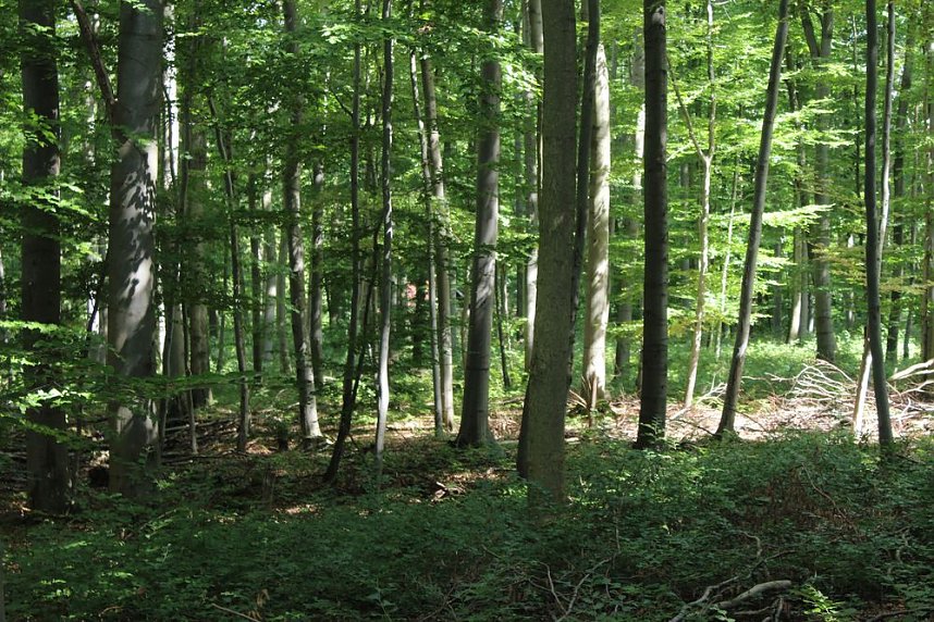 Waldbegehung mit Siegesmund und Kieling