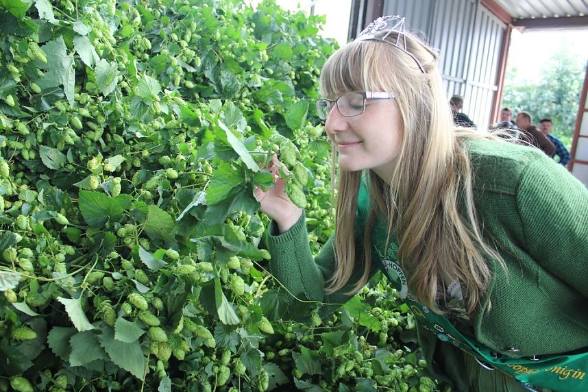 Start der Hopfenernte in Gro&szlig;enehrich