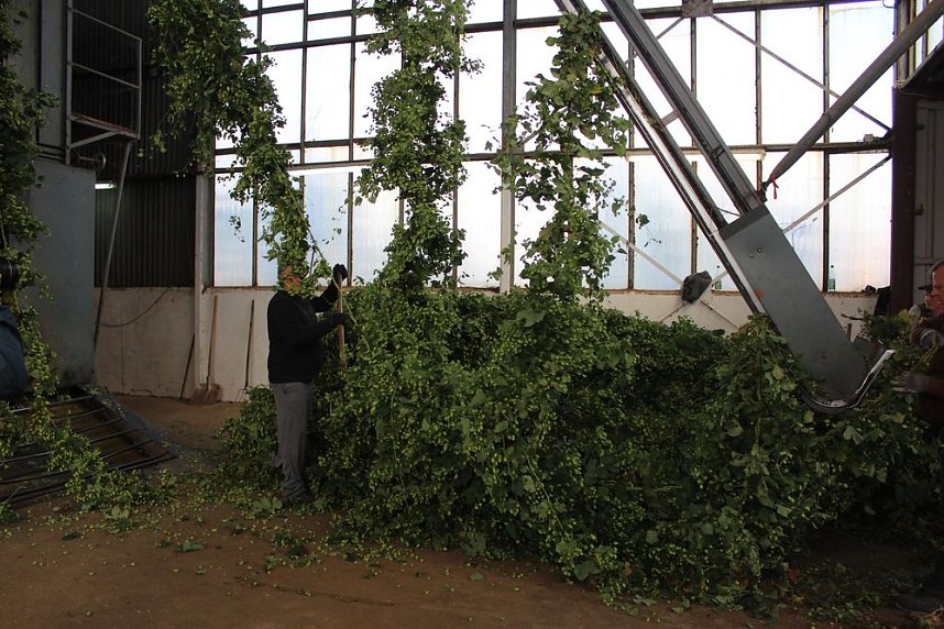 Start der Hopfenernte in Gro&szlig;enehrich