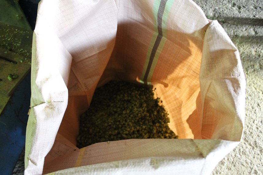 Start der Hopfenernte in Gro&szlig;enehrich