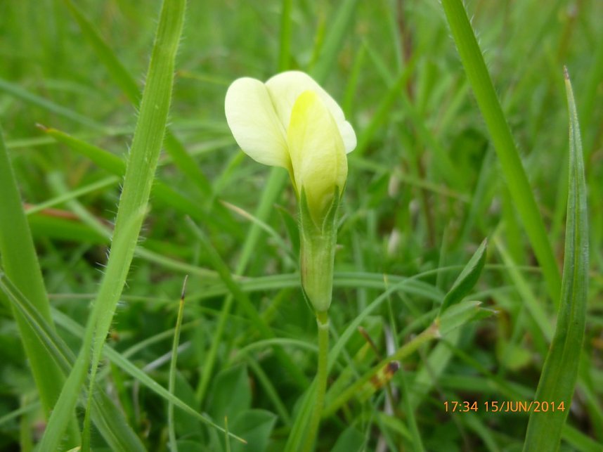 F&uuml;r Bienen-Ragwurz und Spargelerbse