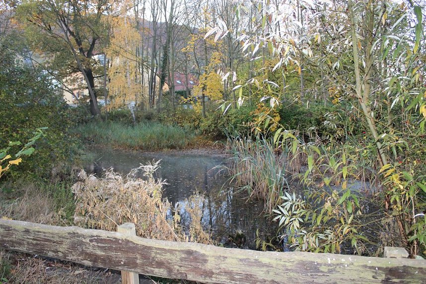 Teichprojekt an der Franzbergschule