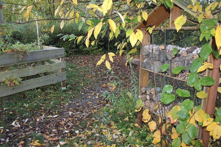 Teichprojekt an der Franzbergschule