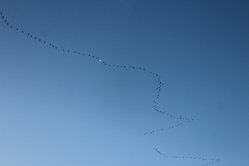 Gro&szlig;es Geschrei &uuml;ber Sondershausen