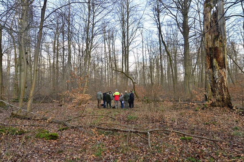 Touristisches Ausflugsziel: Mutterblutbuche