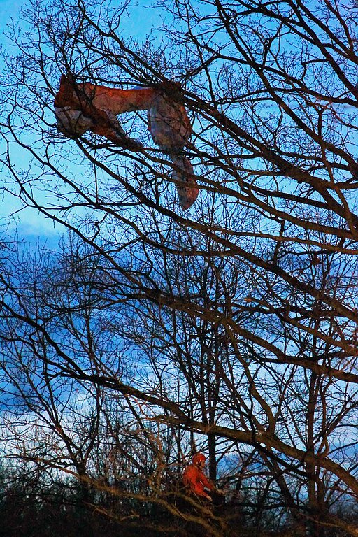 Gleitschirmflieger auf Baum