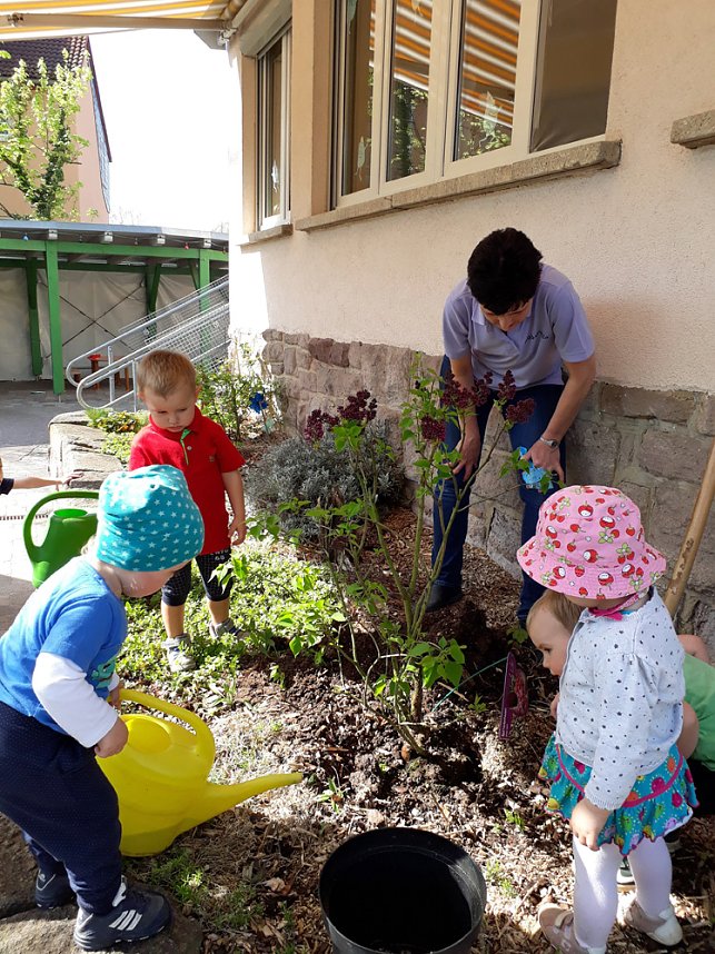 Fliederbaum gepflanzt