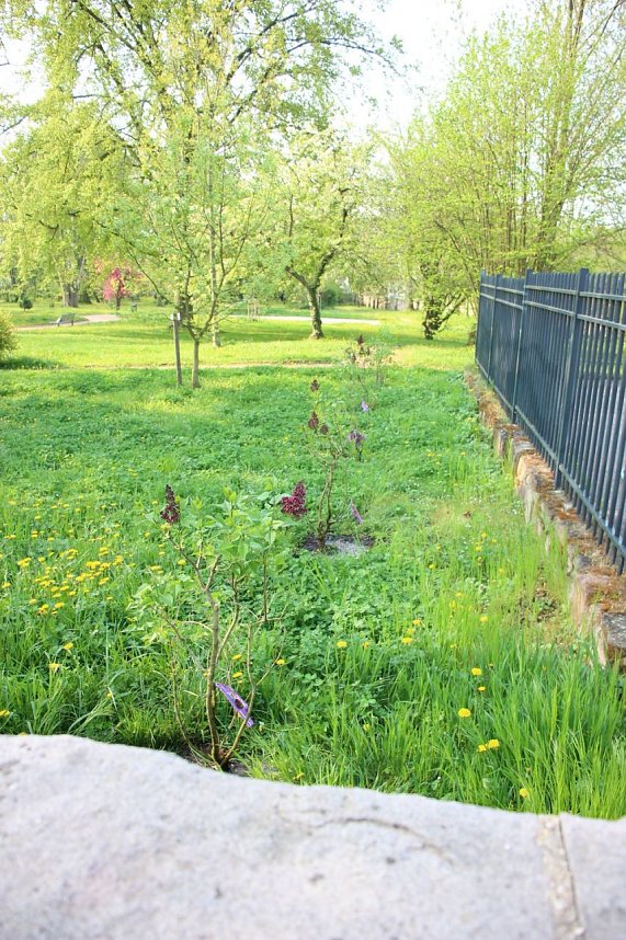 Gro&szlig;e Fliederbaumplanzaktion in Bad Frankenhausen