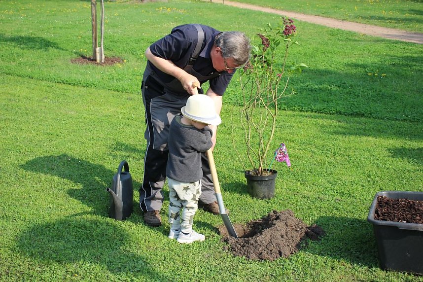 Gro&szlig;e Fliederbaumplanzaktion in Bad Frankenhausen