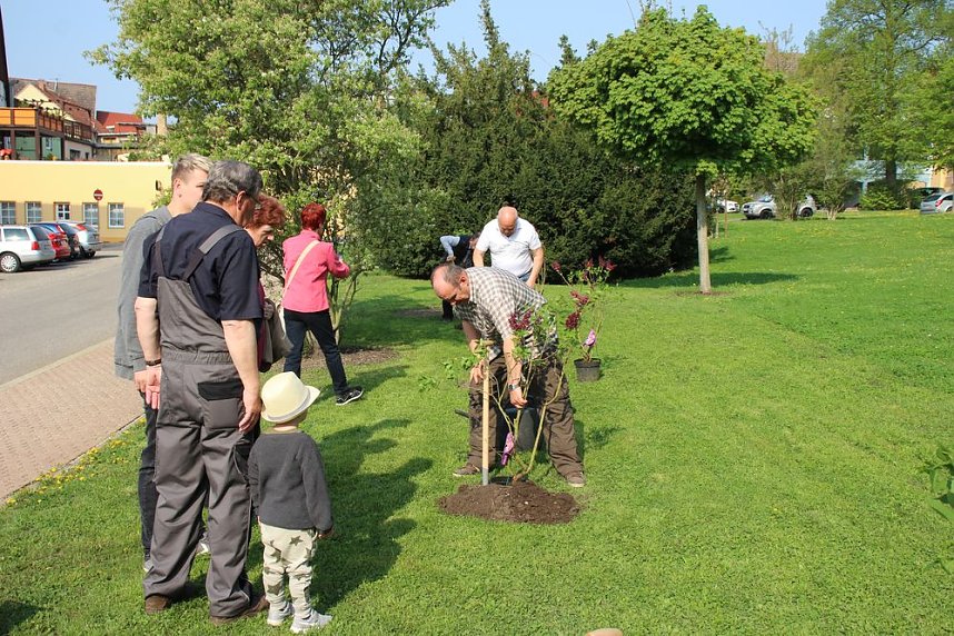 Gro&szlig;e Fliederbaumplanzaktion in Bad Frankenhausen