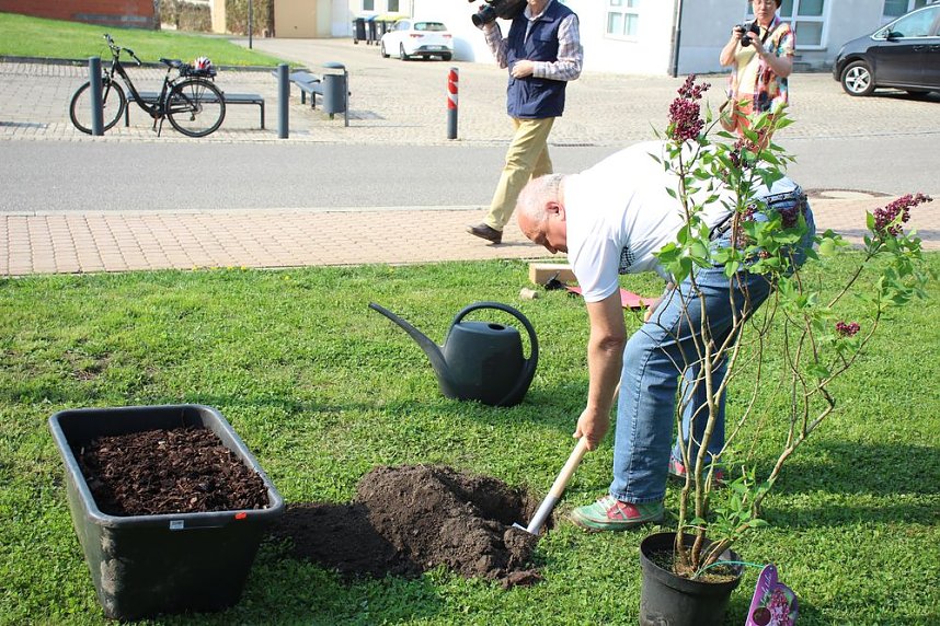 Gro&szlig;e Fliederbaumplanzaktion in Bad Frankenhausen